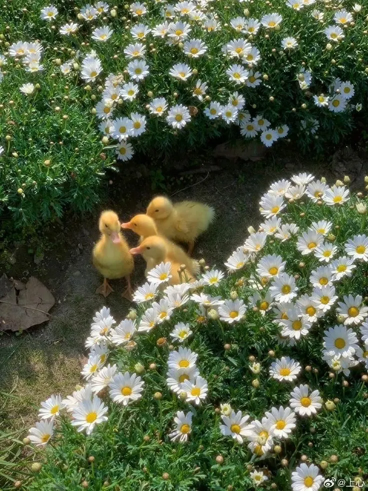 🐥❣️. — image 2 of 4