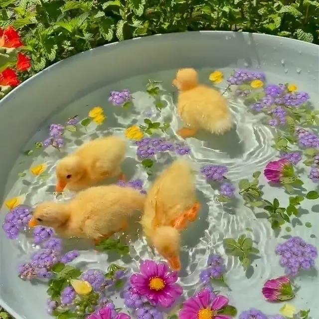 🐥❣️. — image 3 of 4