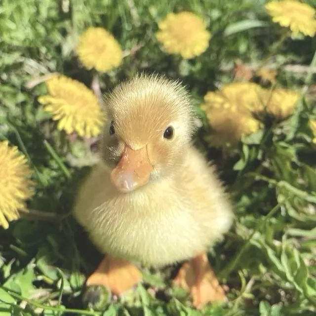🐥❣️.