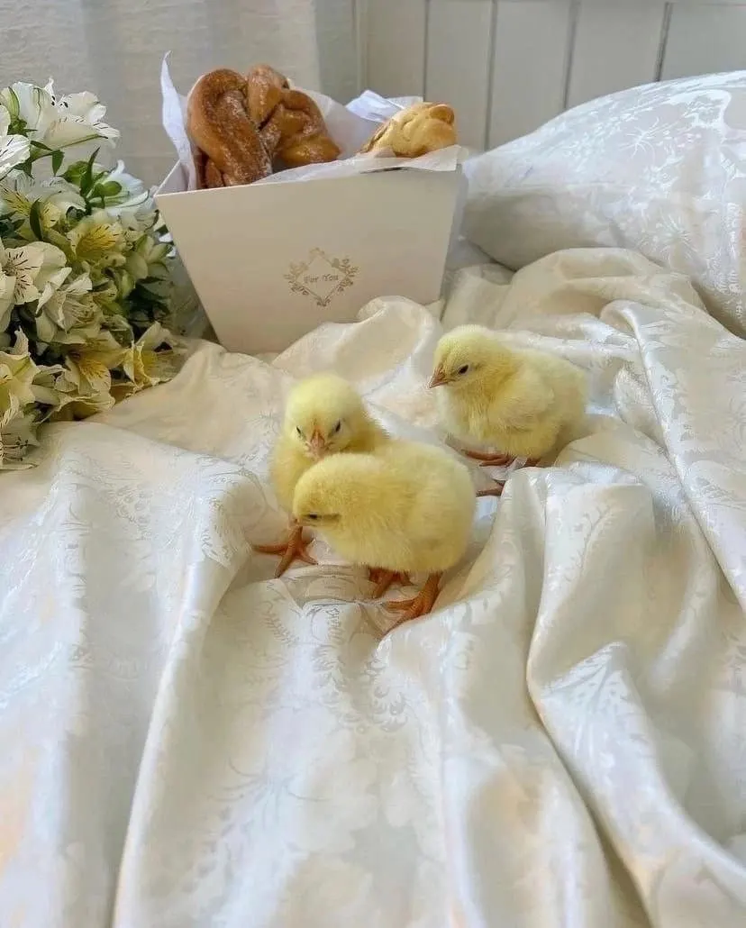 ❣️🐥 — image 3 of 3