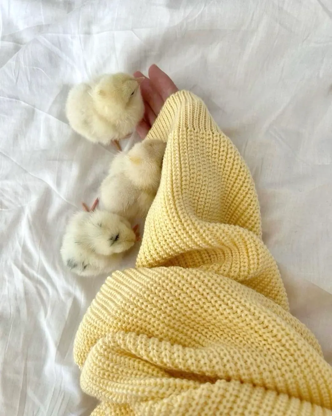 ❣️🐥 — image 1 of 3
