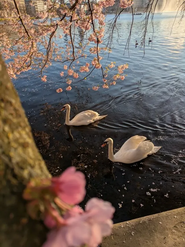 🦢🌊🌸.